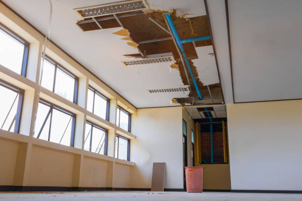 Best Mold removal after water damage  in Carbon Cliff, IL