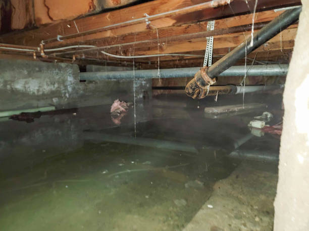 Best Flooded house restoration  in Carbon Cliff, IL